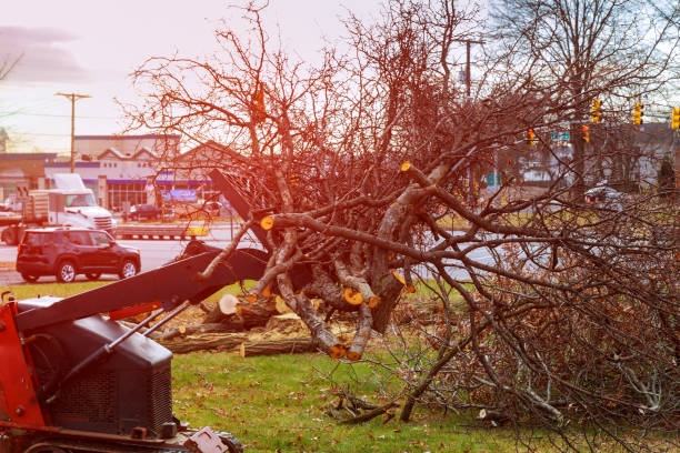 How Our Tree Care Process Works  in  Clearfield, UT